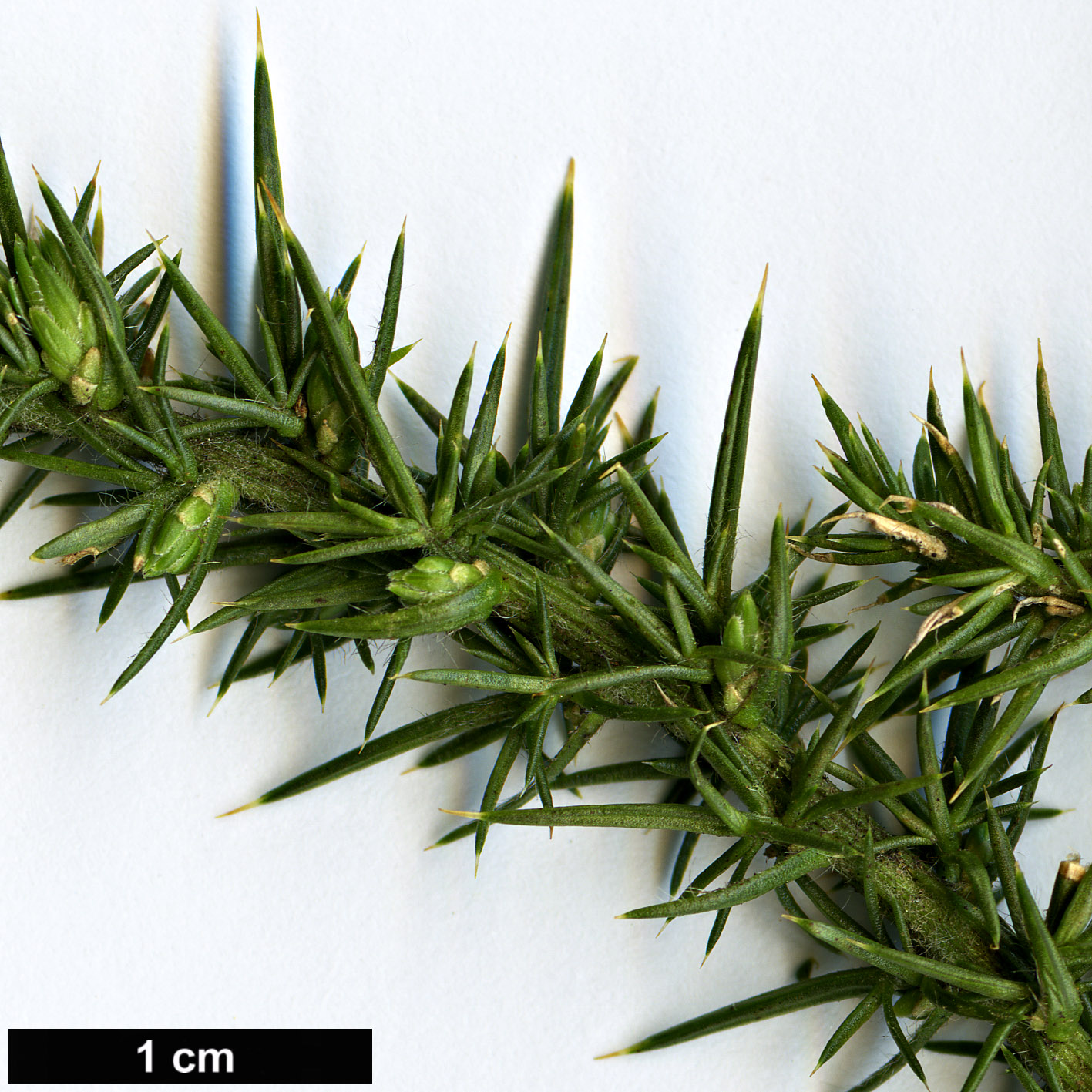High resolution image: Family: Fabaceae - Genus: Ulex - Taxon: gallii - SpeciesSub: ’Mizen Head’